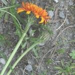 Crepis aurea Sonstige