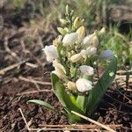 Chlorophytum tuberosum موطن