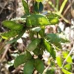 Mimosa velloziana Leaf