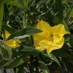 Oenothera macrocarpa 花