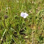 Linum bienne Blomma