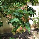 Acer tataricum Fruitua