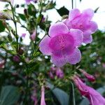 Strobilanthes hamiltonianus Flower