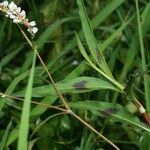 Persicaria segetum Other