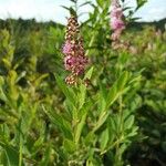 Spiraea salicifoliaFlower