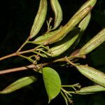 Ferdinandusa panamensis Fruto