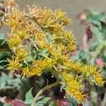 Sedum palmeriBlomst