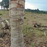 Attalea maripa Bark
