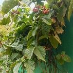 Clerodendrum splendensЛисток