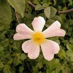 Rosa corymbifera Квітка
