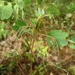 Senna obtusifolia Blad