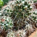 Mammillaria winterae Leaf