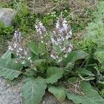 Salvia moorcroftiana Flower
