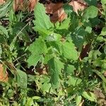 Chenopodium ficifolium Lehti