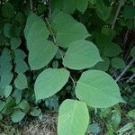 Reynoutria japonica Leaf