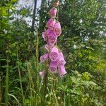 Digitalis minor Flower