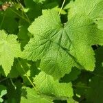 Rubus parviflorus Leaf