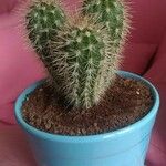 Pilosocereus chrysostele Hábito