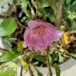 Leuenbergeria quisqueyana Flower