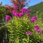 Phlox paniculataFlor