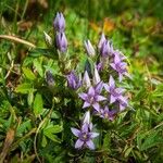 Gentianella germanica Цвят