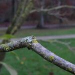× Chitalpa tashkentensis Rusca