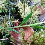 Polygala calcarea Leaf