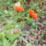 Emilia coccinea Fleur