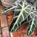 Alocasia sanderiana Folha