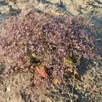 Limonium bellidifolium Habitatea