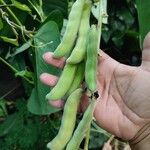 Mucuna pruriens Gyümölcs