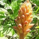 Orobanche elatior Çiçek