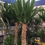 Yucca aloifoliaFuelha