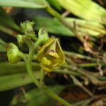 Polystachya nyanzensis Flower