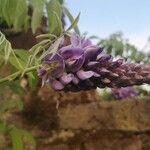 Wisteria frutescens Кветка