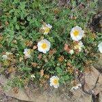 Cistus salviifoliusFlower