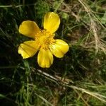 Ranunculus repensFlower