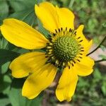 Rudbeckia laciniataΛουλούδι