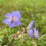 Geranium pratenseFlor