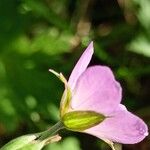 Geranium collinum 花