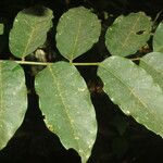 Dalbergia glomerata Leaf