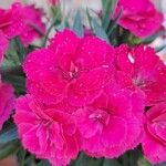 Dianthus caryophyllusFlor