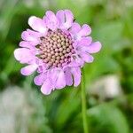 Scabiosa lucidaBlomma