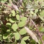 Thymus algeriensis Leaf