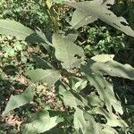 Verbesina alternifolia Leaf
