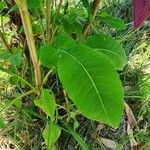 Dipsacus pinnatifidus Hoja