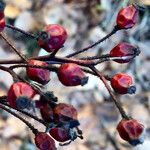 Rosa multiflora Fruit