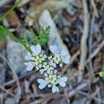 Caucalis platycarpos ফুল