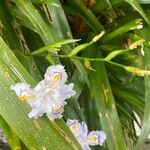 Iris japonica Fruit