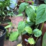 Browallia speciosa Frunză